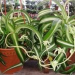Curly Spider Plant 'Bonnie' - 5 Expert Care Tips and FAQs curly-spider-plant-bonnie