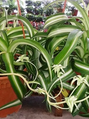 curly-spider-plant-bonnie