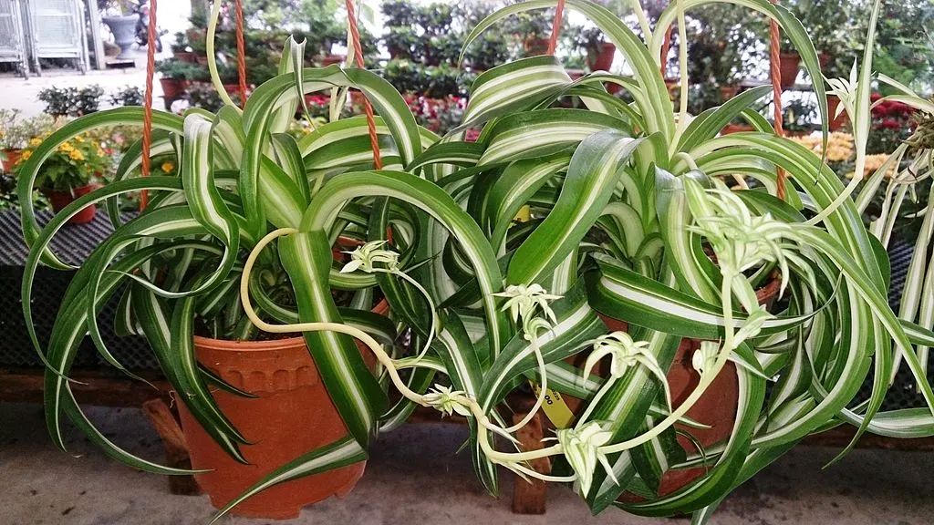 Curly Spider Plant Plant Care: Water, Light, Nutrients