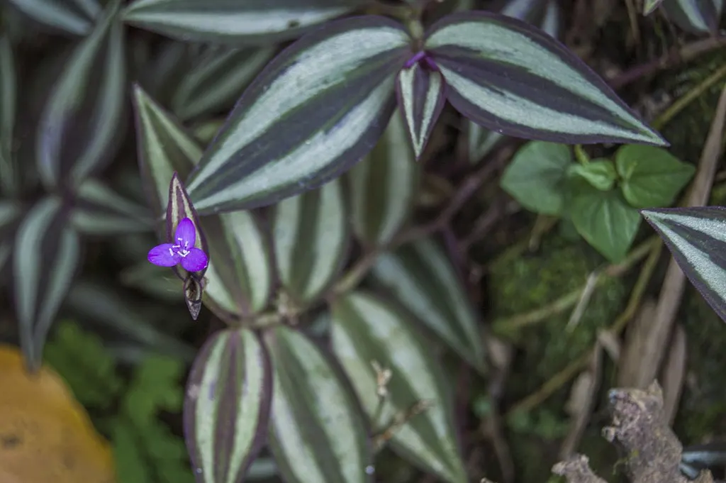 tradescantia-zebrina-flower