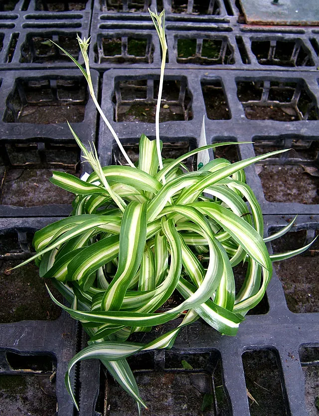 curly-spider-plant-bonnie