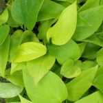Neon Pothos Plant Care: All Questions Answered neon-pothos