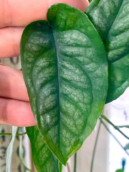 Monstera Siltepecana Care 5 Best Tips For A Thriving Plant