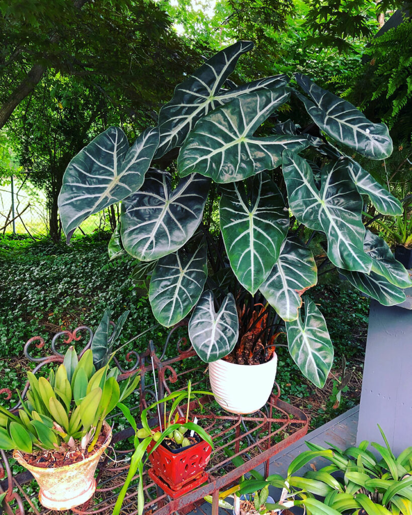 Micro Alocasia ica Polly