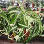 featured-Chlorophytum_Bonnie