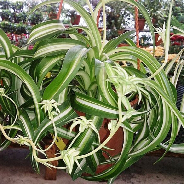 Curly Spider Plant 'Bonnie' - 5 Expert Care Tips and FAQs