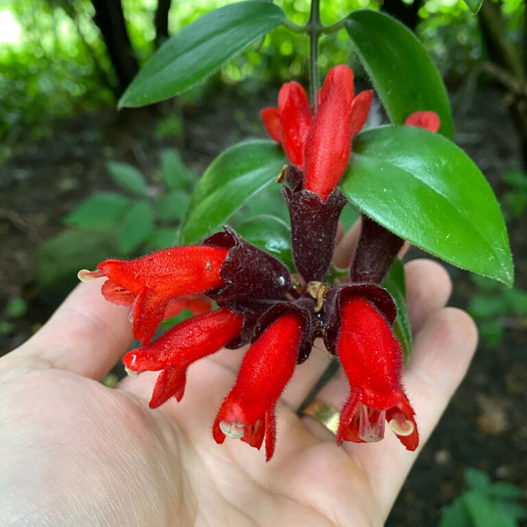 Dying Lipstick Plant? 7 Expert Tips for a Thriving Plant