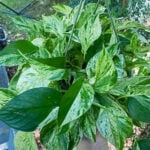 featured-marble-queen-variegation-2