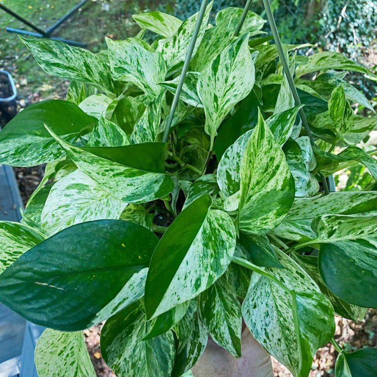 Pothos Varieties:  17 Beautiful Types to Get Your Hands On