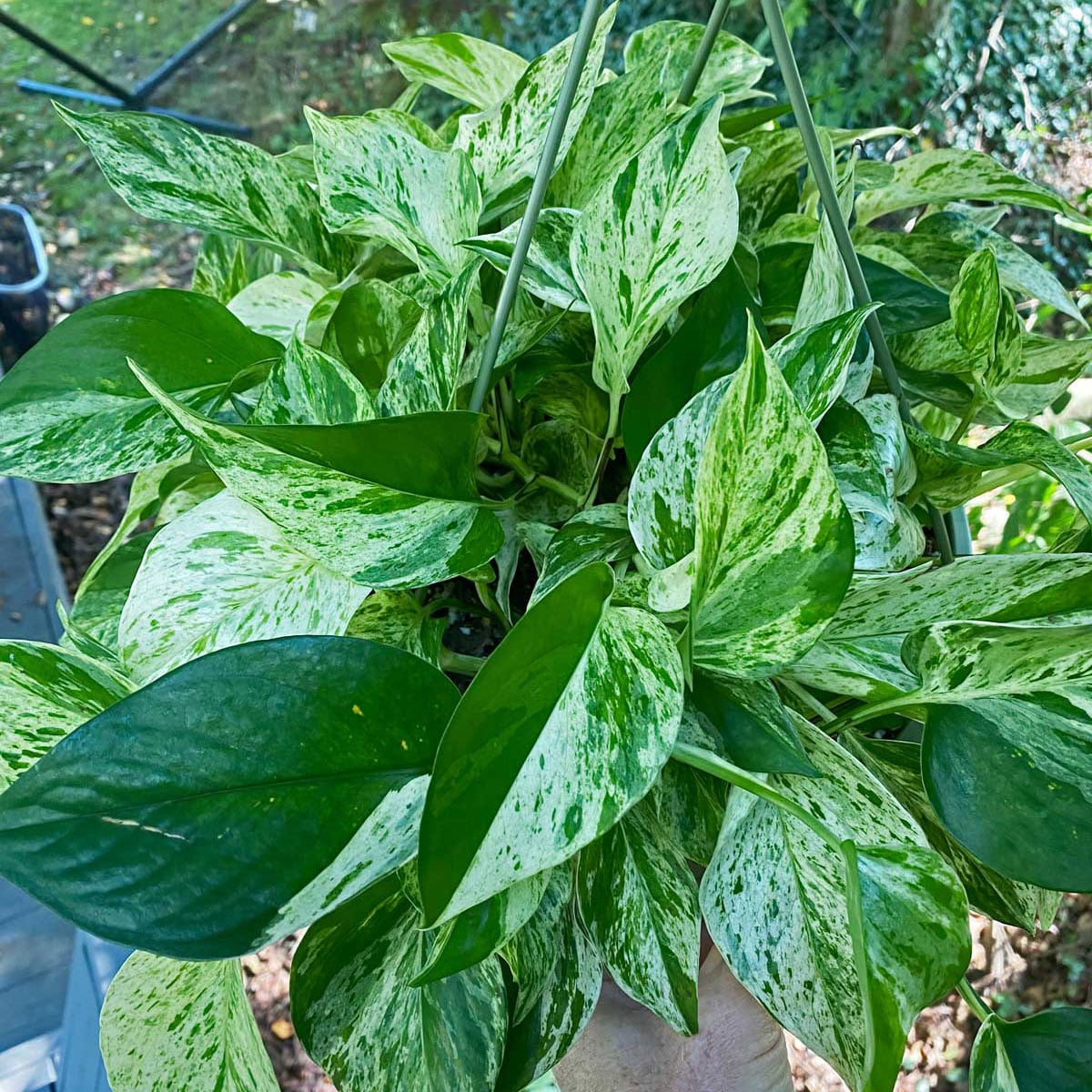 Pothos Varieties: 17 Beautiful Types to Get Your Hands On