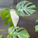 featured-monstera-albo-variegata
