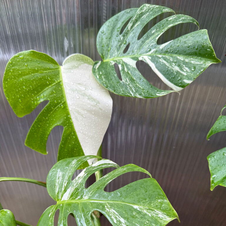 15 Amazing Monstera Varieties to Add to Your Collection