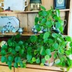 featured-pilea-1