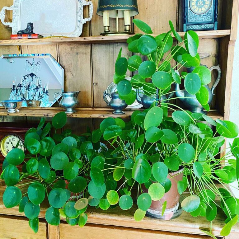 Encouraging Pilea Pups to Grow:  10 Tips to Succeed