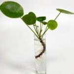 Pilea Peperomioides Propagation: 3 EASY, Fun Options to Try! featured-pilea-prop-4