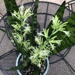 featured-snake-plant-blooming-5