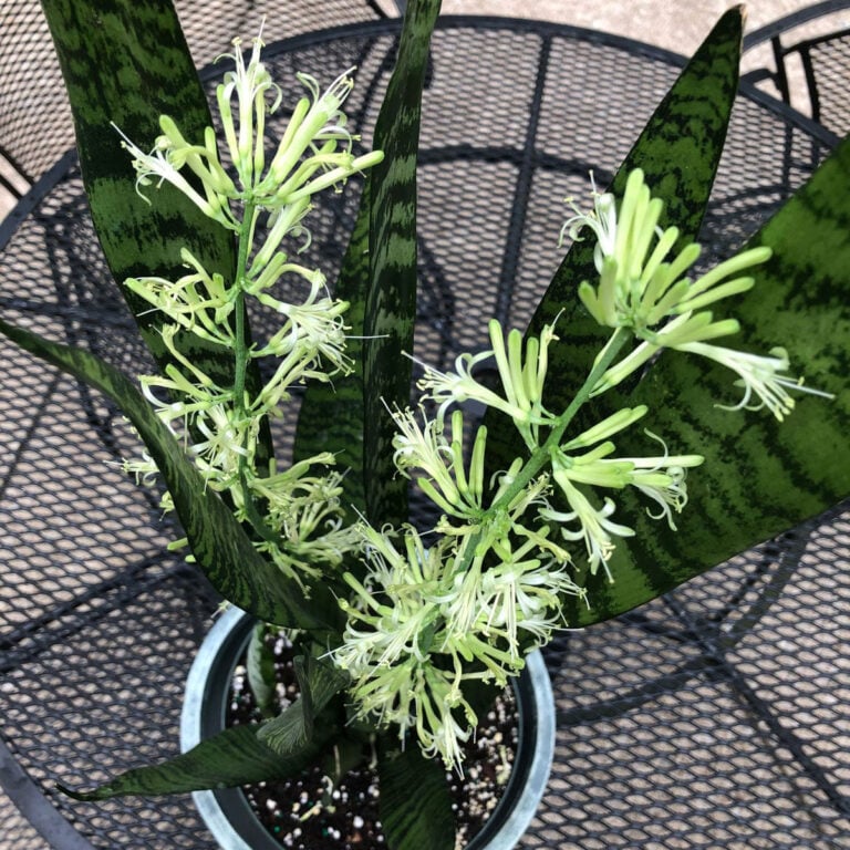Sansevieria Flowers: 1 Secret to Get Snake Plants to Bloom