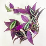 featured-tradescantia-prop-3