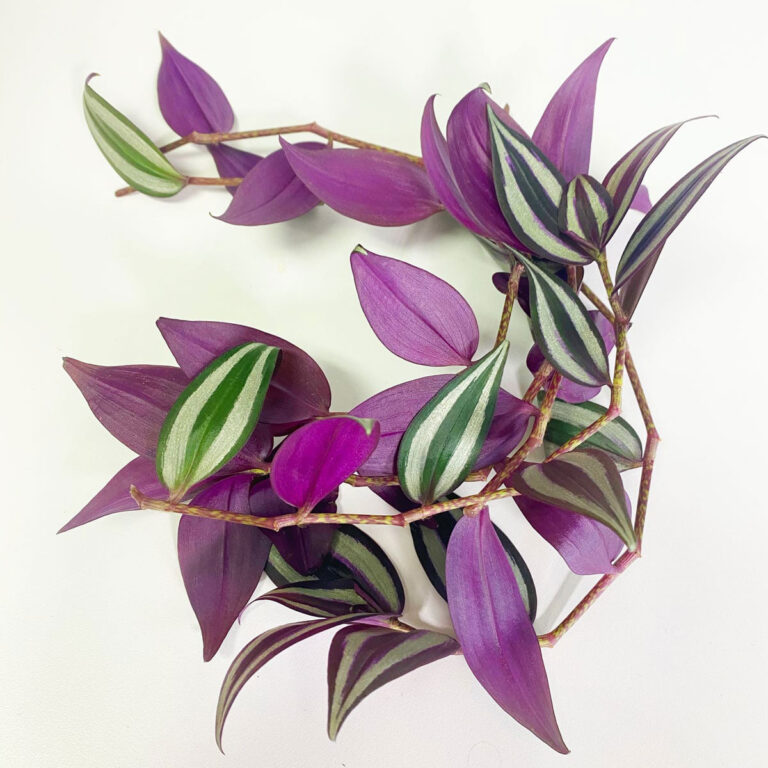 Tradescantia Zebrina Propagation:  3 Simple Steps to Succeed