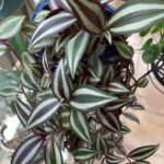 featured-tradescantia-zebrina-4
