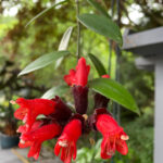 lipstick-plant-flowers