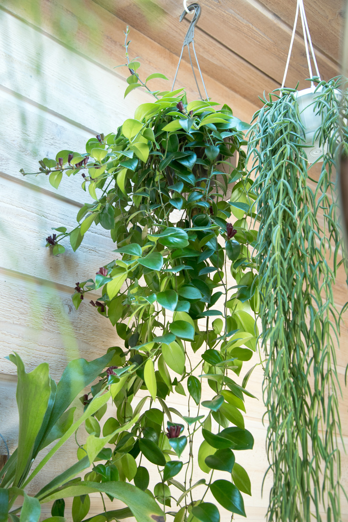 Dying Lipstick Plant? 7 Expert Tips for a Thriving Plant LaptrinhX / News