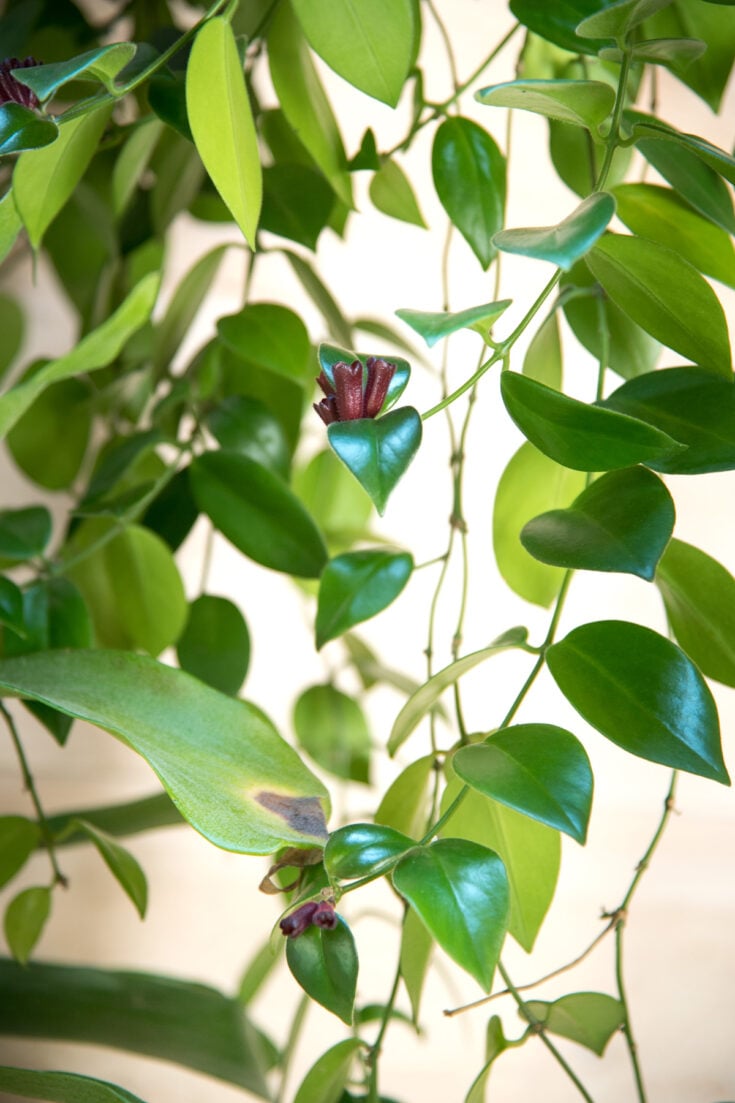 Dying Lipstick Plant? 7 Expert Tips for a Thriving Plant