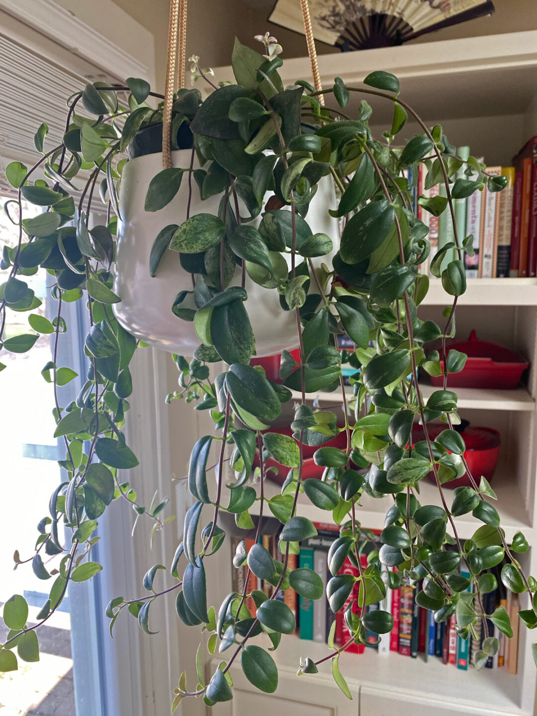 Lipstick Plant Propagation 2 Simple & Effective Methods