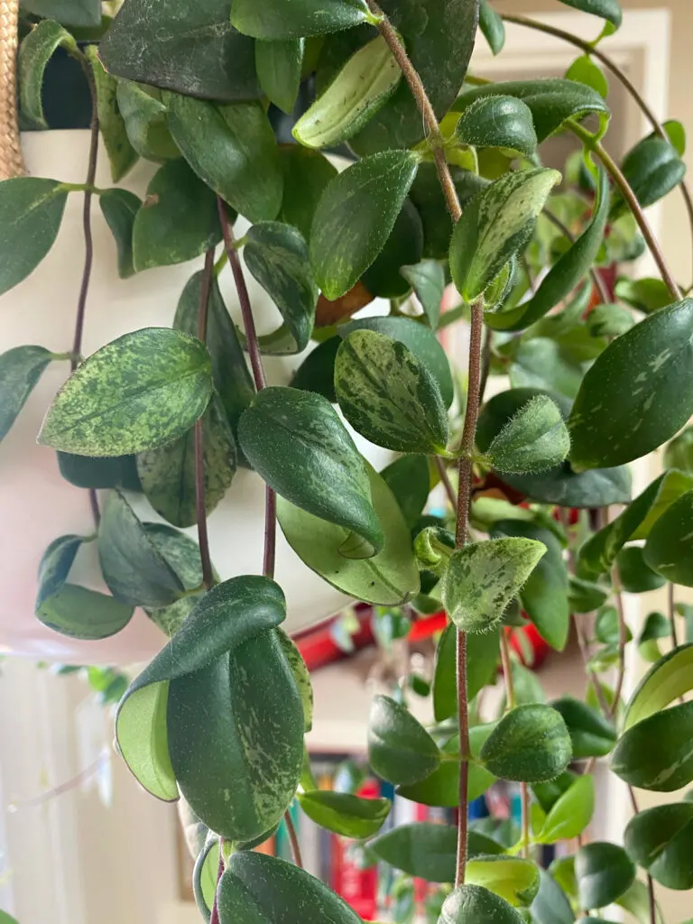 variegated-lipstick-plant