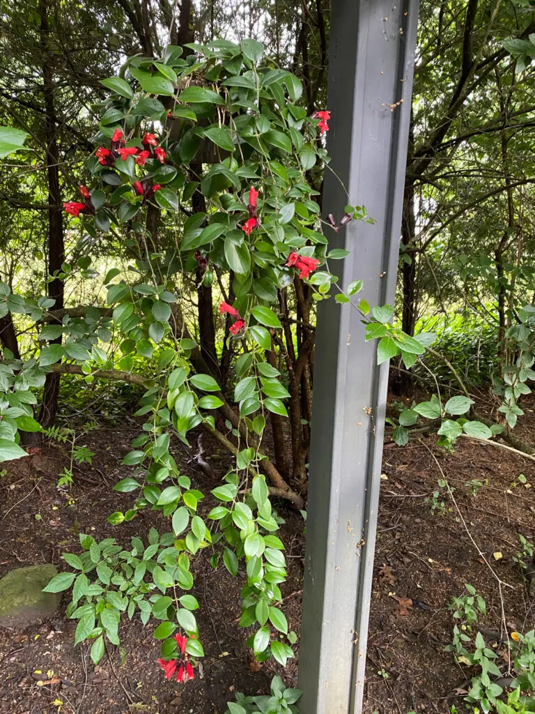 lipstick-plant-outside