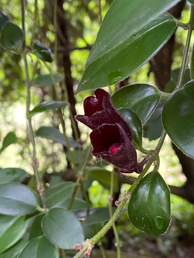 Dying Lipstick Plant? 7 Expert Tips for a Thriving Plant