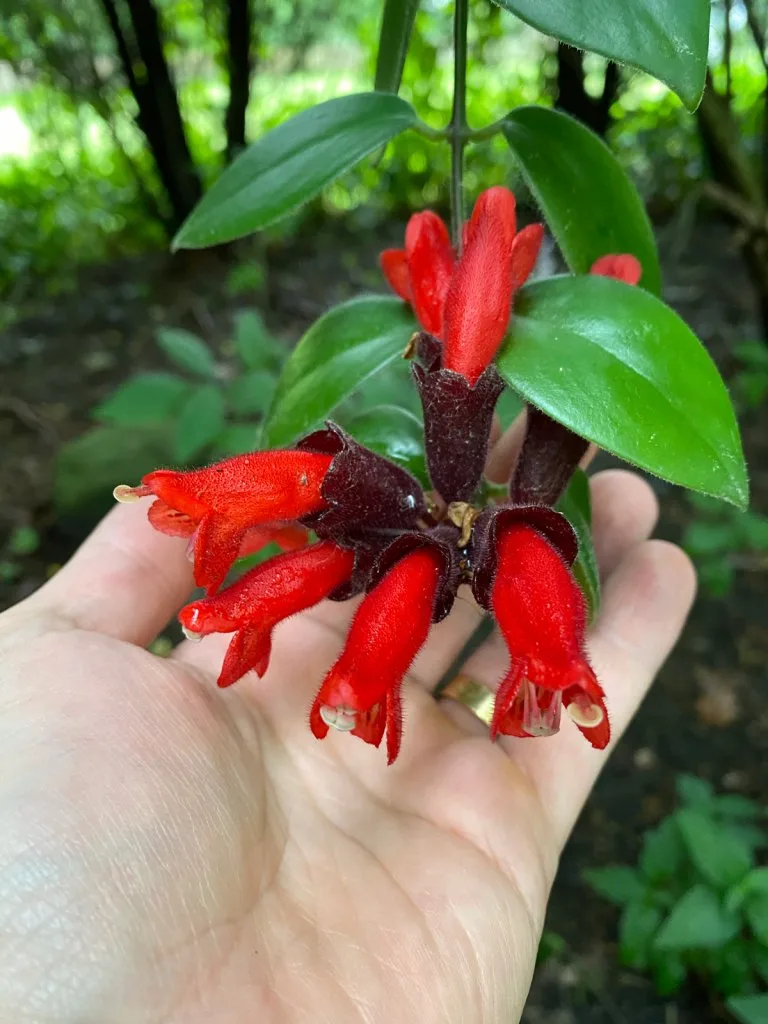 lipstick-plant-flowers