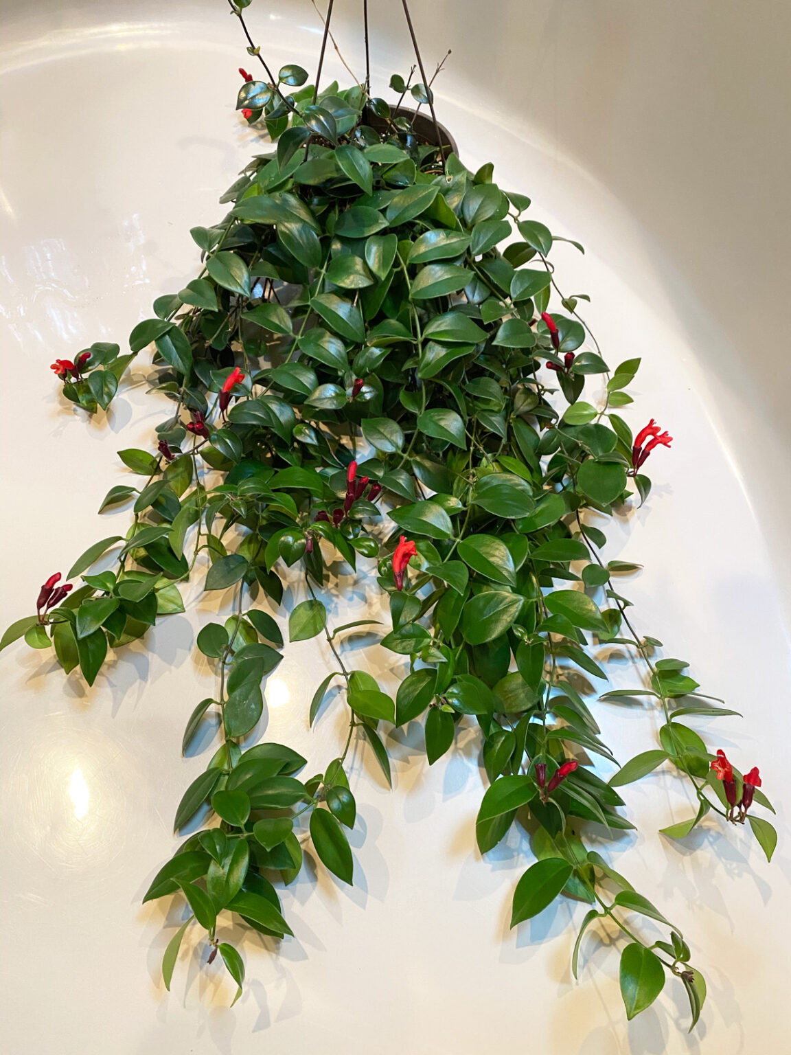 Dying Lipstick Plant? 7 Expert Tips for a Thriving Plant