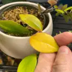 lipstick-plant-yellow-leaves