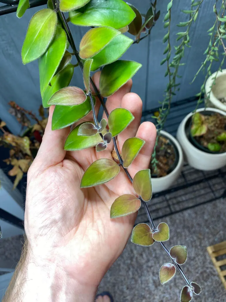 lipstick-plant-red-leaves