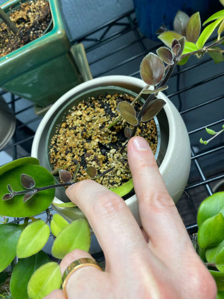 lipstick-plant-propagation