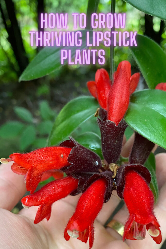 lipstick-plant-care