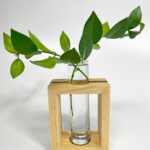 Lipstick Plant Propagation: 2 Simple & Effective Methods lipstick-plant-propagation