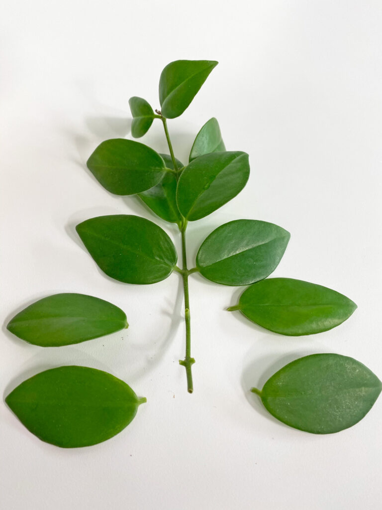 lipstick-plant-propagation