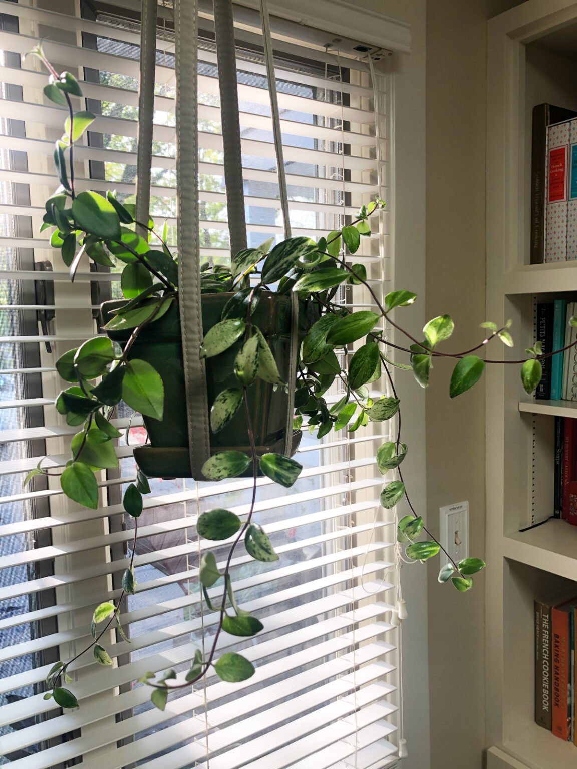 Lipstick Plant Propagation 2 Simple & Effective Methods