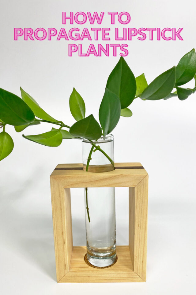 Lipstick Plant Propagation 2 Simple & Effective Methods