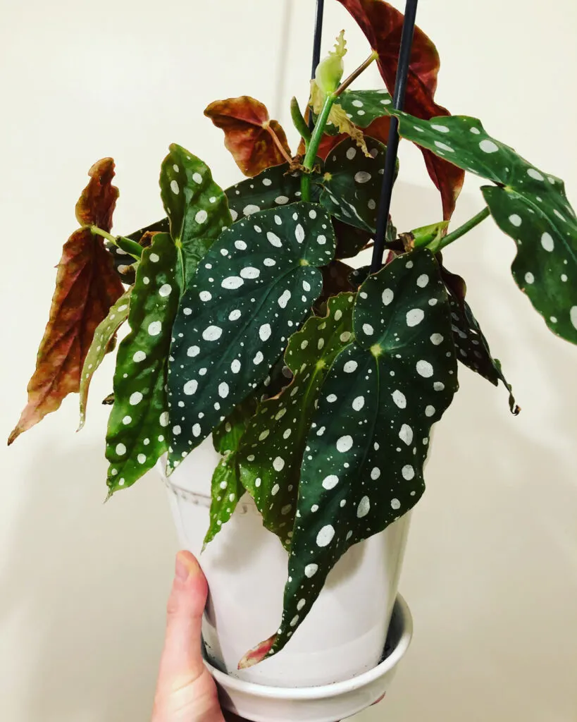 begonia-maculata-wightii