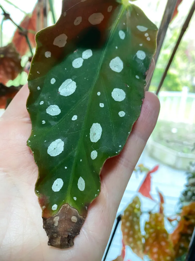 begonia-maculata-brown-leaf-tips