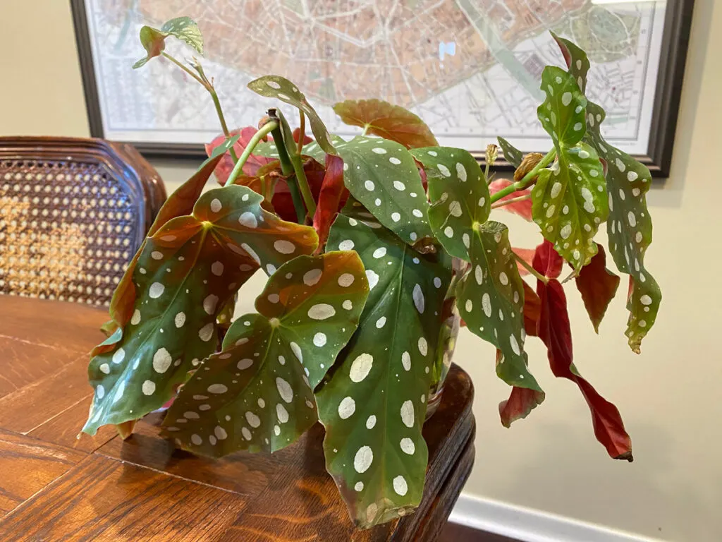 begonia-maculata-wightii-propagation