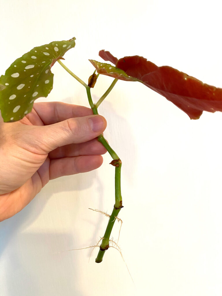 begonia-maculata-wightii-propagation