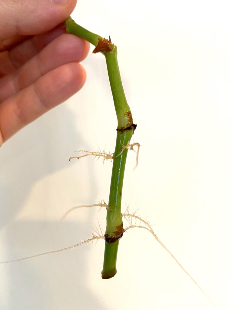 begonia-maculata-wightii-propagation