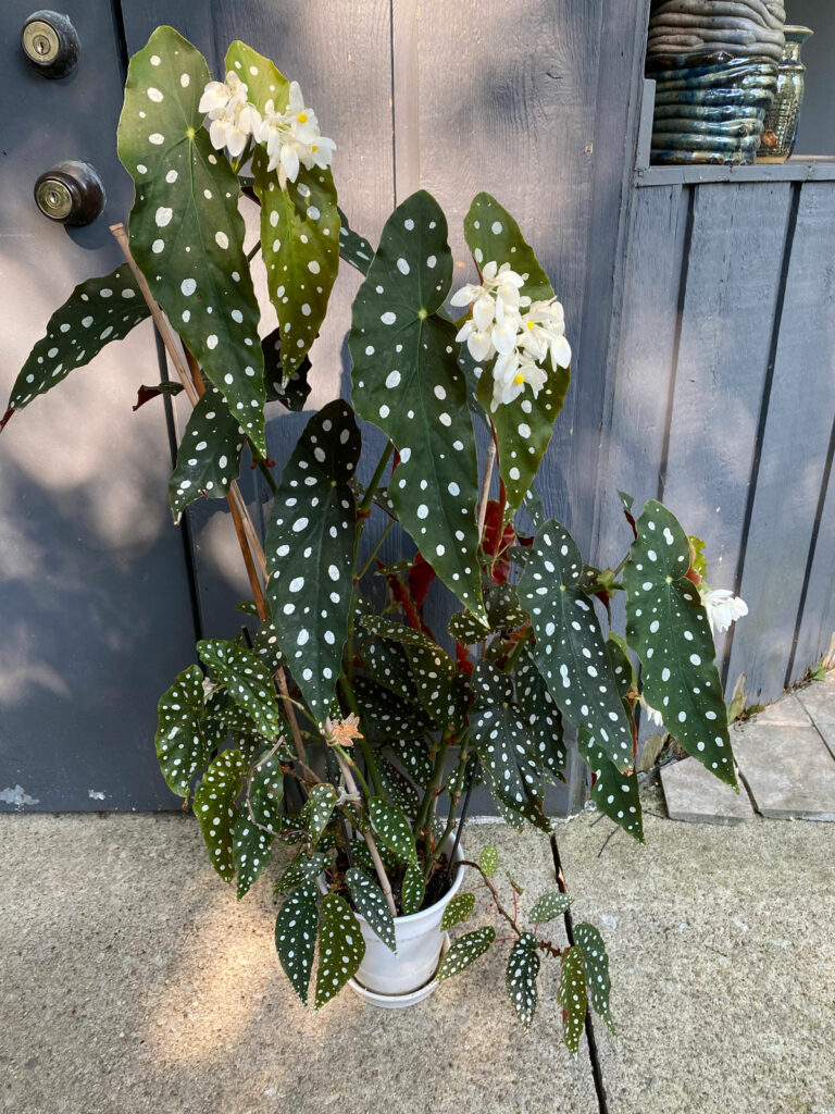 Begonia Maculata: 7 Expert Care Tips and Growing Guide