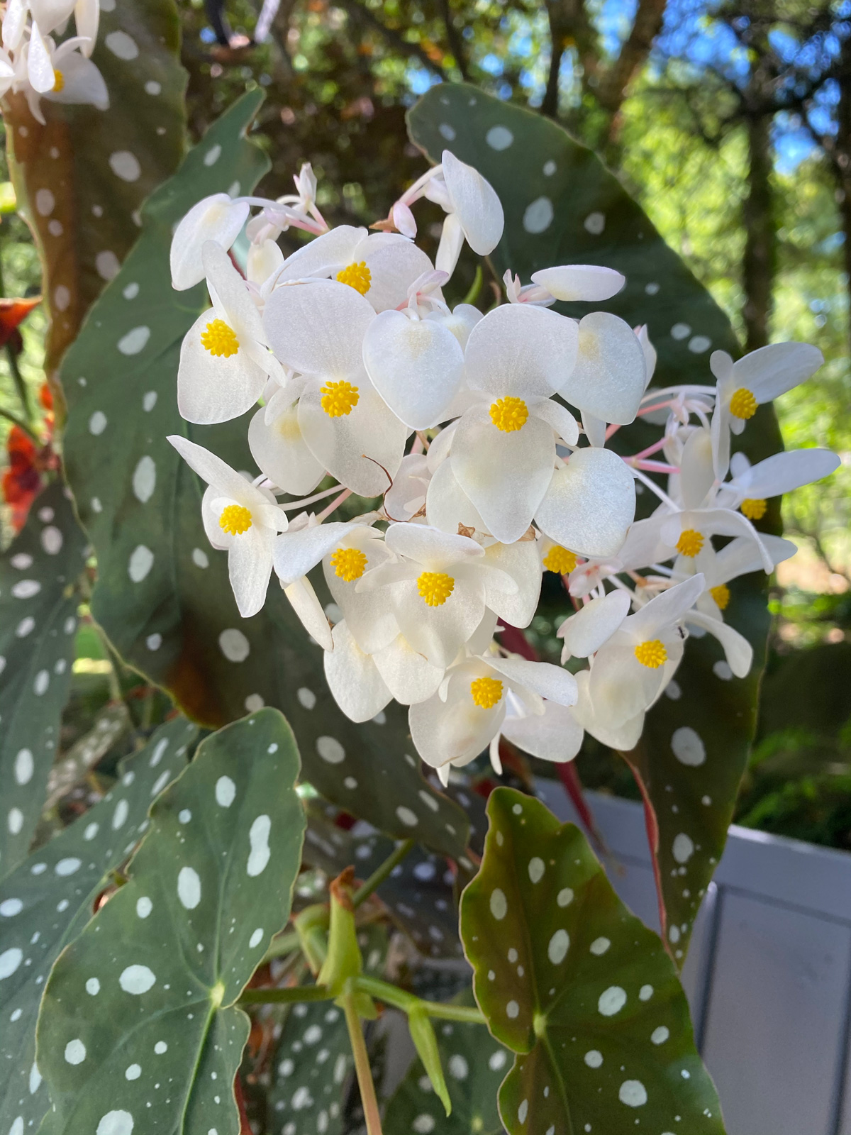 Begonia Maculata: 7 Expert Care Tips and Growing Guide