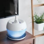 Best Humidifier For Calathea, Ferns & More: Our 3 Top Picks best-humidifier-calathea