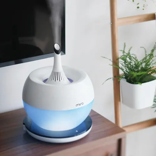 best-humidifier-calathea